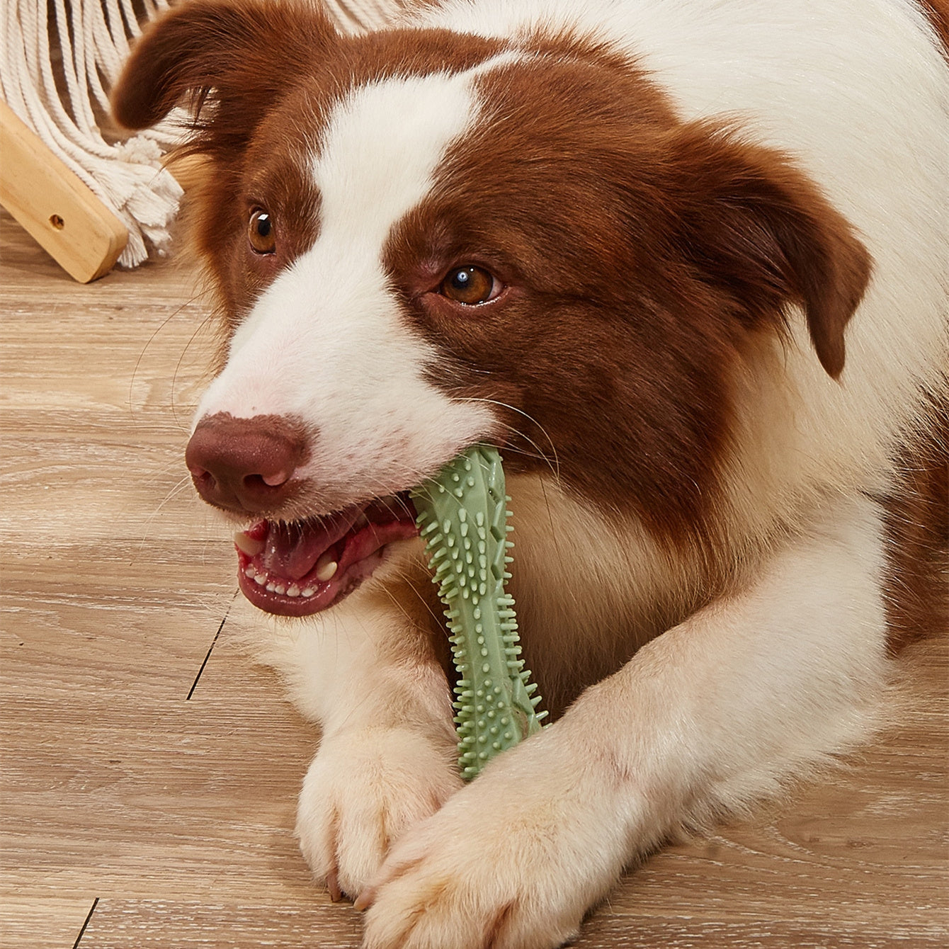 Durable Dog Chew Toy – Teeth Cleaning & Dental Care for Healthy Gums